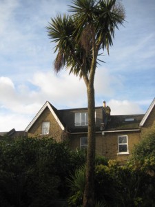 Cordyline tree