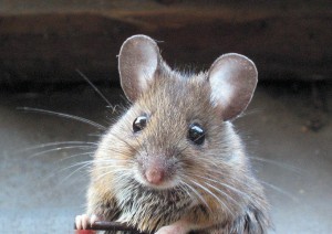 Closeup photo of a mouse