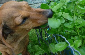 Dog munching on watercress