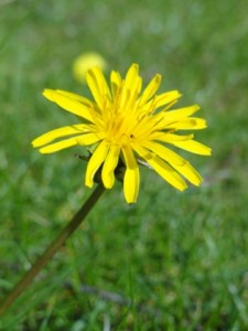 Dandelion