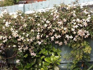 Lucy's Montana Clematis