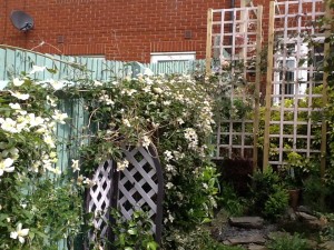 Lucy's trellis with montana clematis