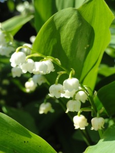 Lily of the Valley