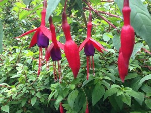 The biggest joy in the garden - hardy Fuchsia are so delicate yet tough as old boots!