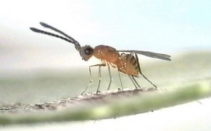 Fairy Fly Laying Eggs