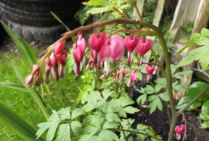 Pink Bleeding Heart Flowers