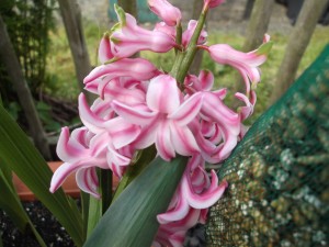 Pink Hyacinths close up