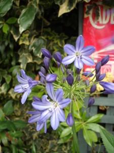 Agapanthus blue