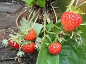 Bountiful strawberry plants bearing fruit