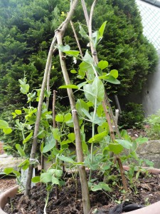 Peas growing up a trellis