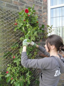 Charlotte Working on the Trellis