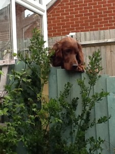 Red setter dog looking over fence