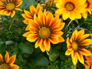 Yellow Gazania flowers