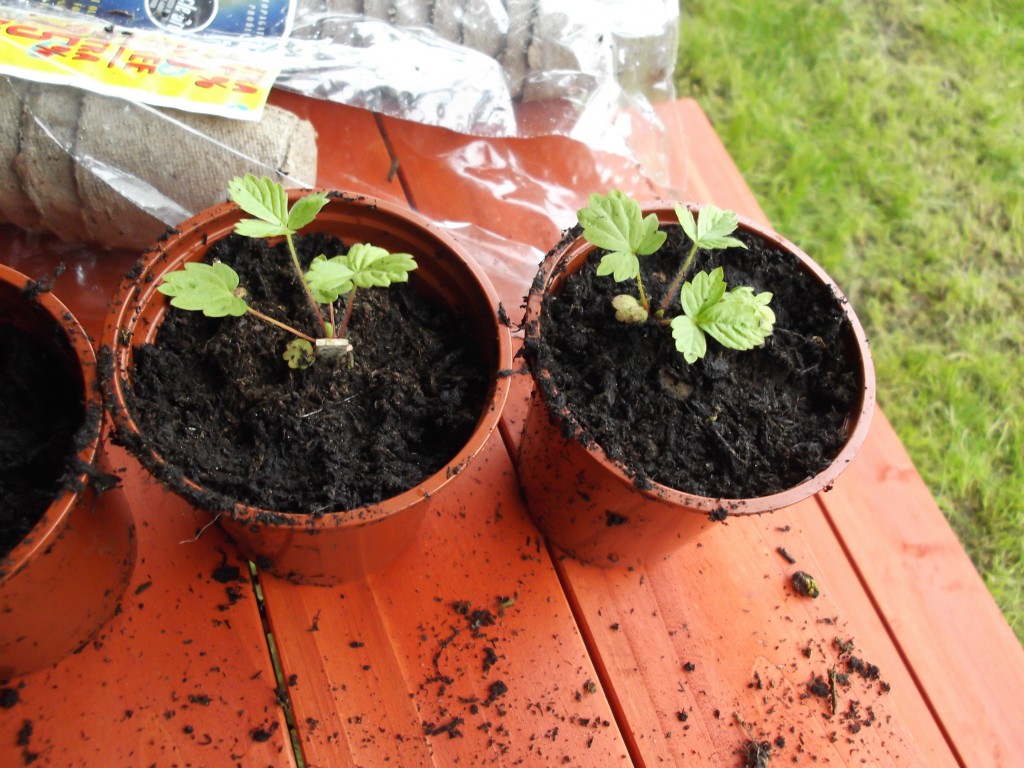 Potting Lavender Plugs in the Rain Gardening Tips, Advice and Inspiration