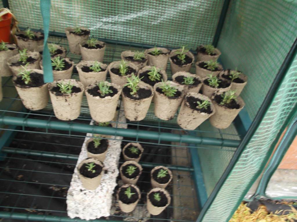 Potting Lavender Plugs in the Rain Gardening Tips, Advice and Inspiration