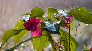 Gardening in the Rain