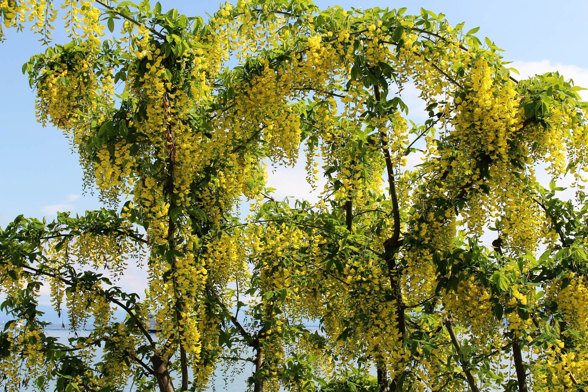 Laburnum: The Deadly Tree In Your Back Garden? - Gardening Tips, Advice and  Inspiration