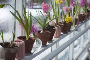 get greenhouse ready for spring
