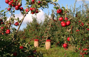 apple tree buying guide