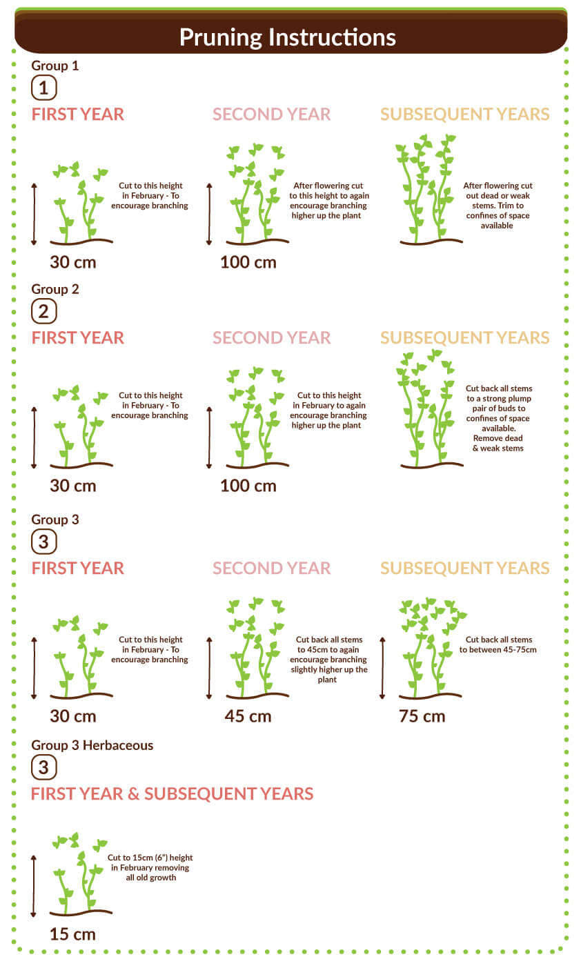 Everything You Need to Know About Pruning Clematis the Primrose blog
