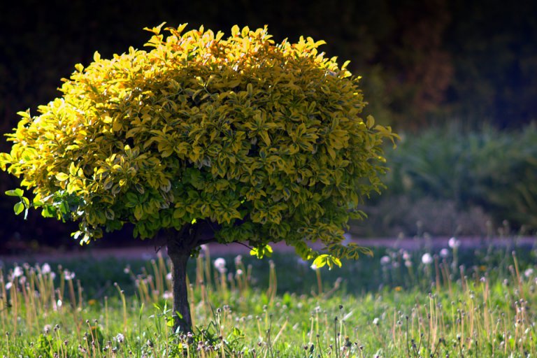 Everything You Need To Know About Moving Trees - the Primrose blog