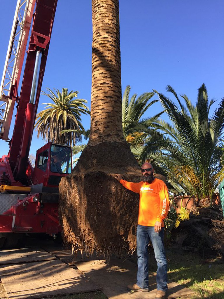 Everything You Need To Know About Moving Trees - the Primrose blog