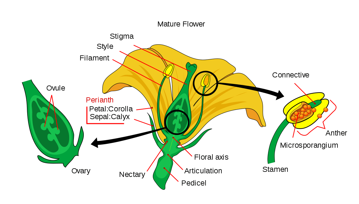Plum Pollination Guide Primrose Garden Club Expert Tips, Advice
