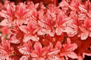 planting azaleas