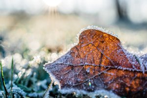 frosted lawn