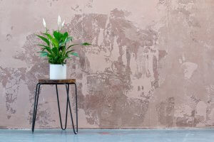 The Importance of Air-Purifying House Plants