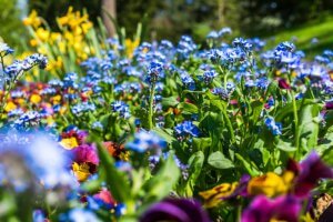 march garden