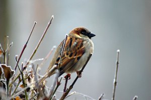 february garden birds