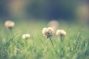 Garden Weeds