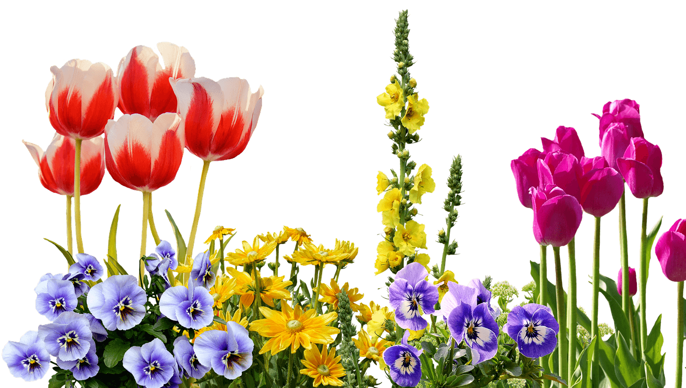 When to Plant Winter Bedding Plants The Primrose Garden Club Expert