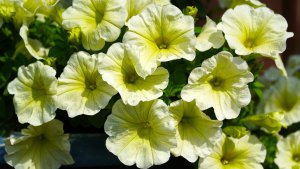 How to Choose and Care for Bedding Plants