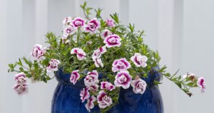 How-to-grow-Calibrachoa