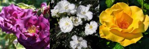 Three roses, one purple, one white, one yellow