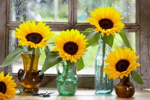 4 Sunflowers in pots on a windowsill