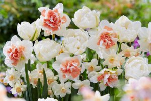 How to choose the right flower bulbs