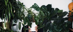Man holding a houseplant and pot behind more indoor plants