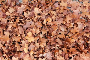 Fallen leaves
