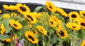 sunflowers at gardeners world