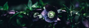 a dark purple hellebore