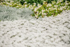 Primrose Ball Colegrave Nursery