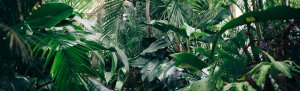 Jungle of houseplants