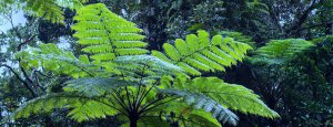 A Tree Fern with a slightly blue tinge