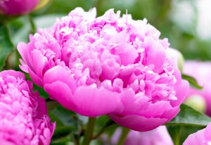 How-to-care-for-peonies