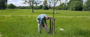 Man planting a tree in a field