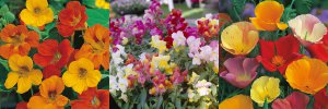 nasturtiums, snapdragons and other