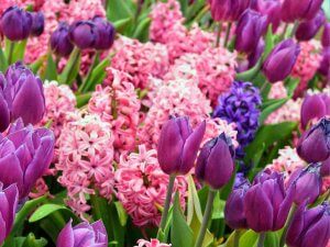 hyacinths and tulips